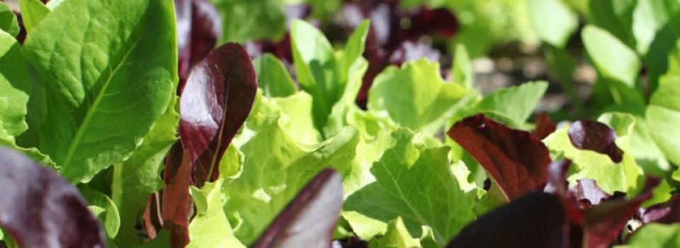 Lettuce.jpg