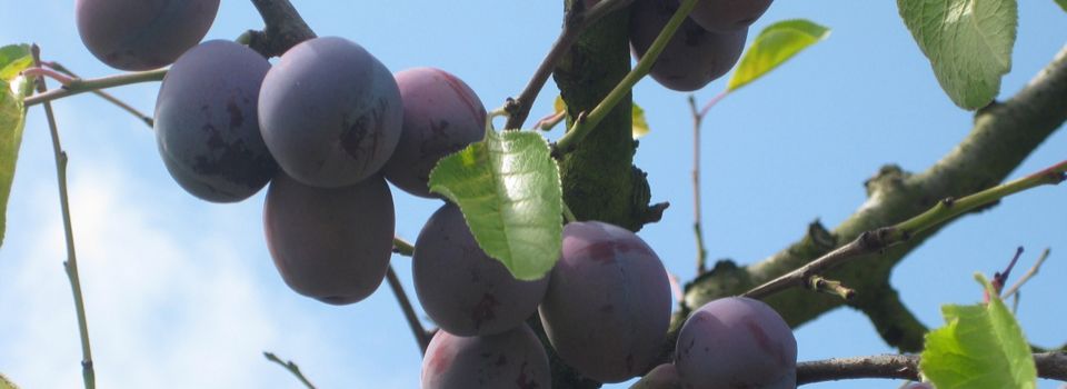 KJ-Plum-Tree.jpg